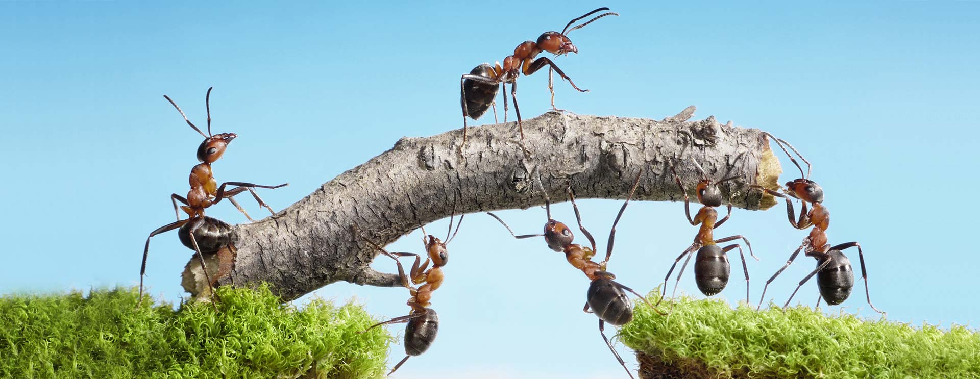 Headerbild Teamentwicklung - Ameisen tragen einen Ast über einen Abgrund